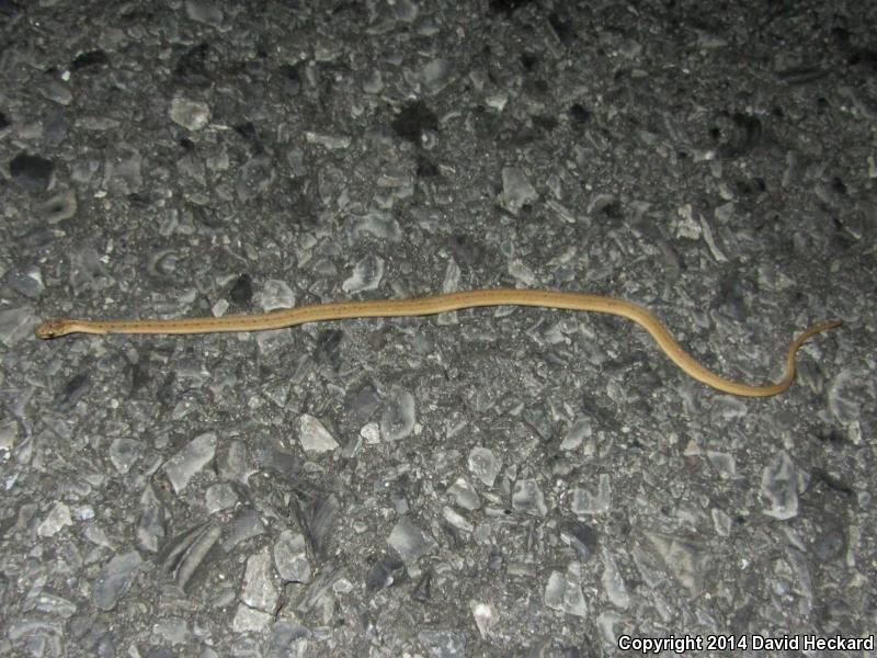 Marsh Brownsnake (Storeria dekayi limnetes)