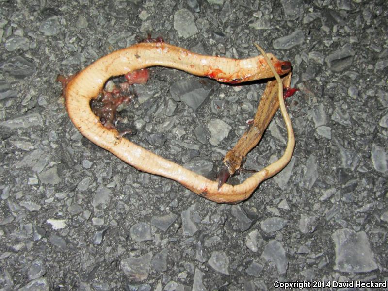 Marsh Brownsnake (Storeria dekayi limnetes)