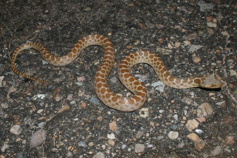 Baja California Night Snake (Eridiphas slevini)