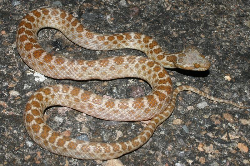 Baja California Night Snake (Eridiphas slevini)