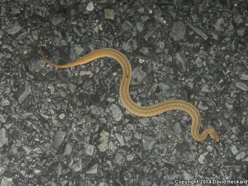 Marsh Brownsnake (Storeria dekayi limnetes)