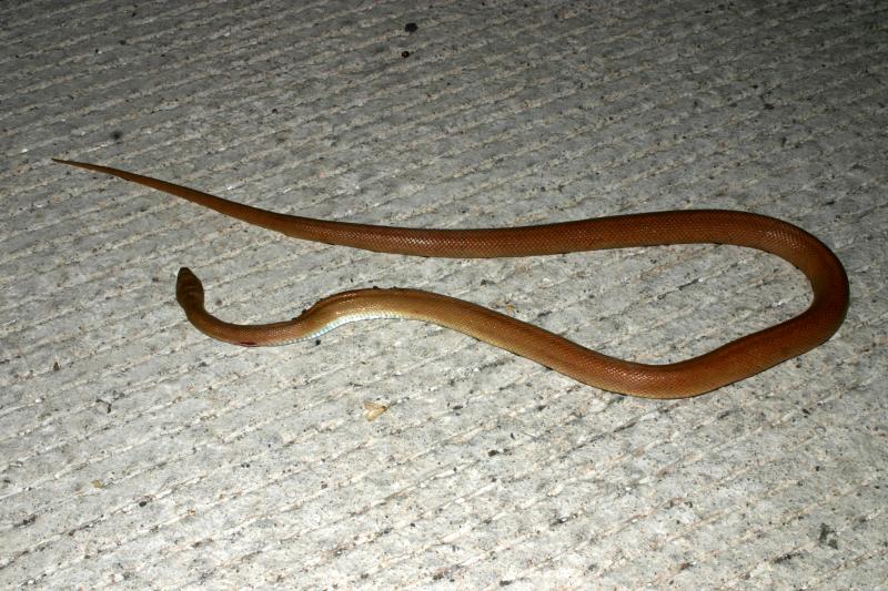 Baja California Rat Snake (Bogertophis rosaliae)