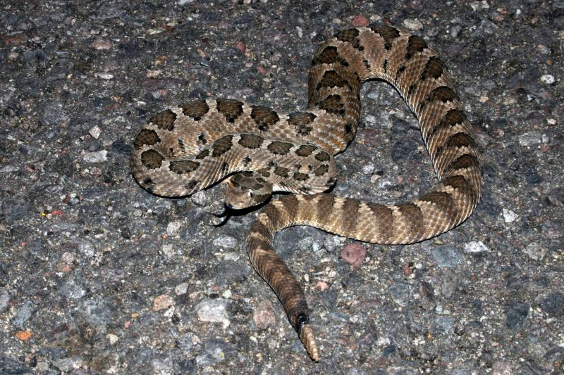 Lower California Rattlesnake (Crotalus enyo enyo)