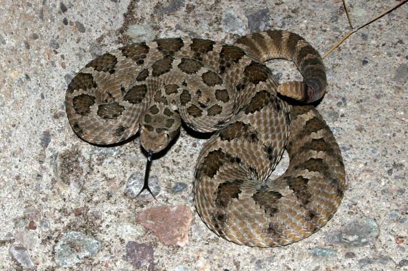 Lower California Rattlesnake (Crotalus enyo enyo)