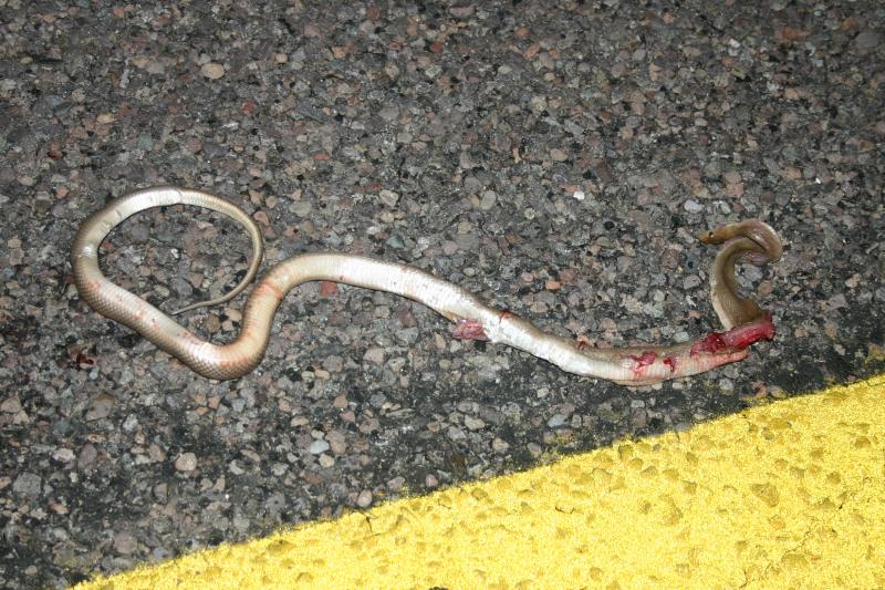 Baja California Rat Snake (Bogertophis rosaliae)