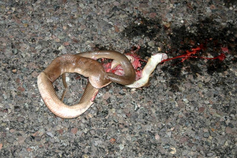 Baja California Rat Snake (Bogertophis rosaliae)