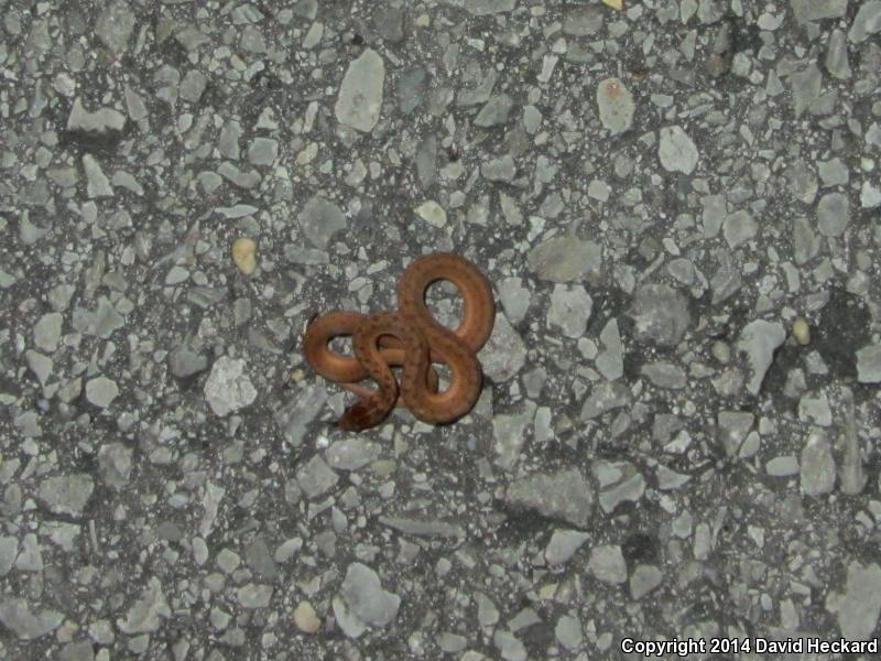 Marsh Brownsnake (Storeria dekayi limnetes)