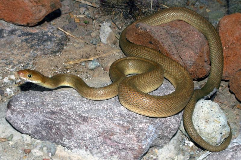 Baja California Rat Snake (Bogertophis rosaliae)