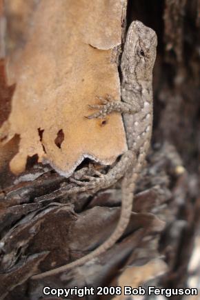 Eastern Fence Lizard (Sceloporus undulatus)