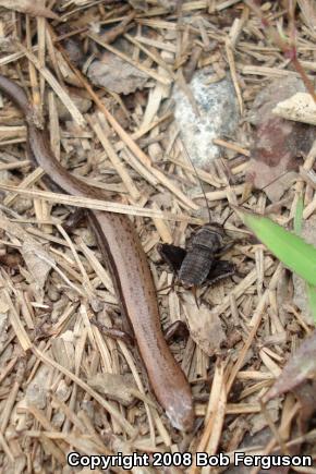 Little Brown Skink (Scincella lateralis)