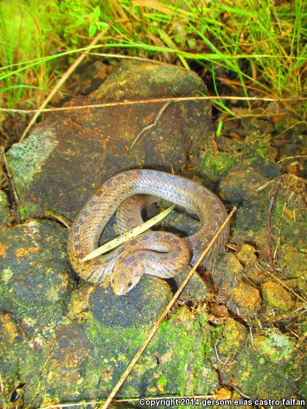 Lined Tolucan Earthsnake (Conopsis lineatus lineatus)