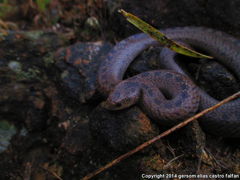 Lined Tolucan Earthsnake (Conopsis lineatus lineatus)