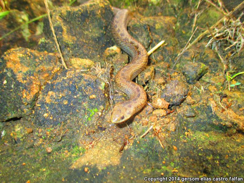 Lined Tolucan Earthsnake (Conopsis lineatus lineatus)