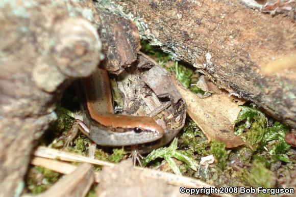 Little Brown Skink (Scincella lateralis)