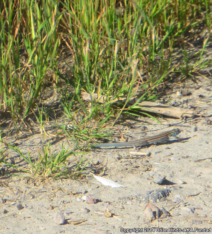 Arizona Striped Whiptail (Aspidoscelis arizonae)