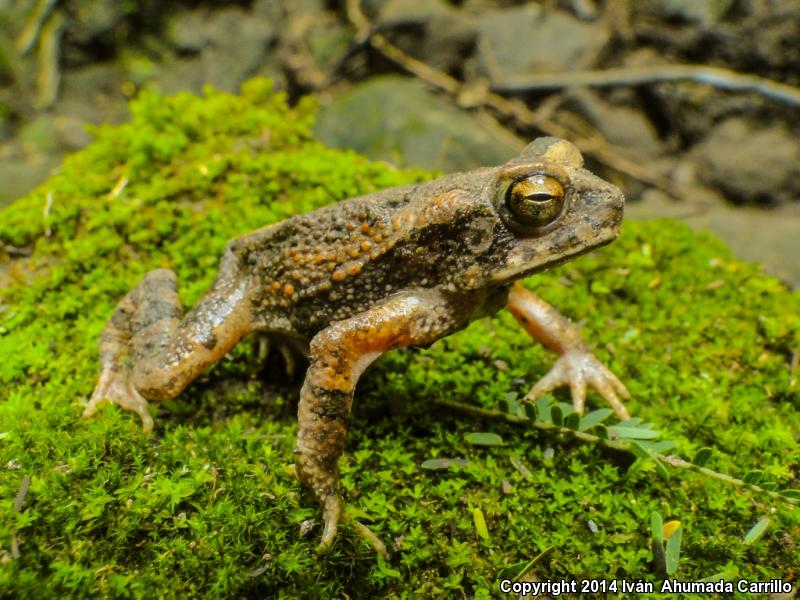 Marbled Toad (Ollotis marmorea)