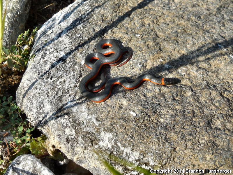 Coral-bellied Ring-necked Snake (Diadophis punctatus pulchellus)