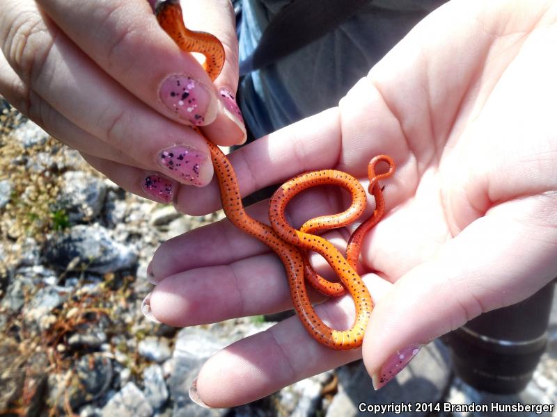 Coral-bellied Ring-necked Snake (Diadophis punctatus pulchellus)