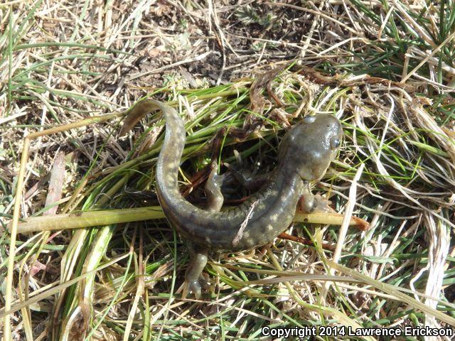 Blotched Tiger Salamander (Ambystoma mavortium melanostictum)