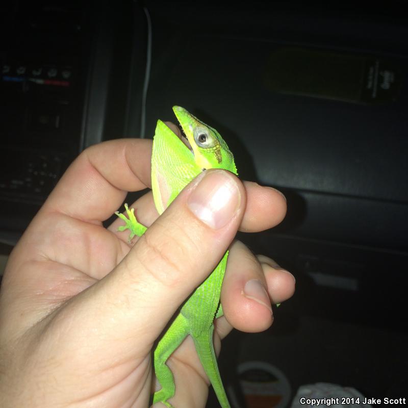 Western Knight Anole (Anolis equestris equestris)