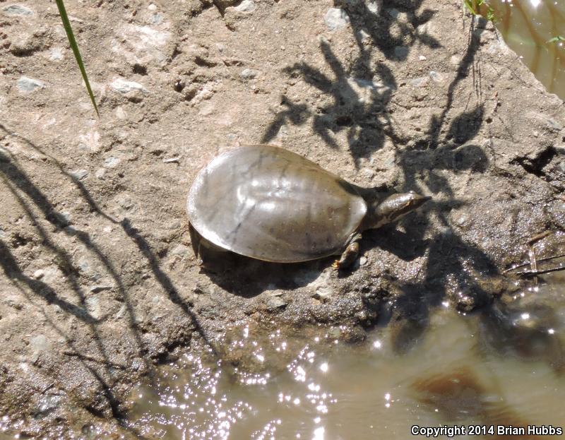 Midland Smooth Softshell (Apalone mutica mutica)