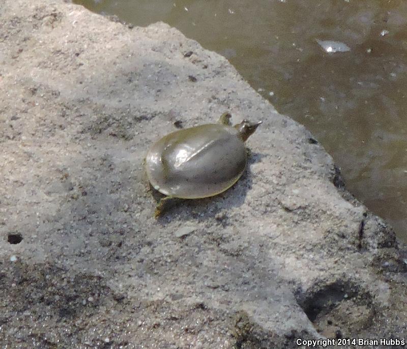 Midland Smooth Softshell (Apalone mutica mutica)