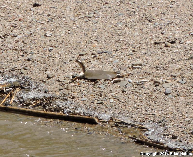 Midland Smooth Softshell (Apalone mutica mutica)