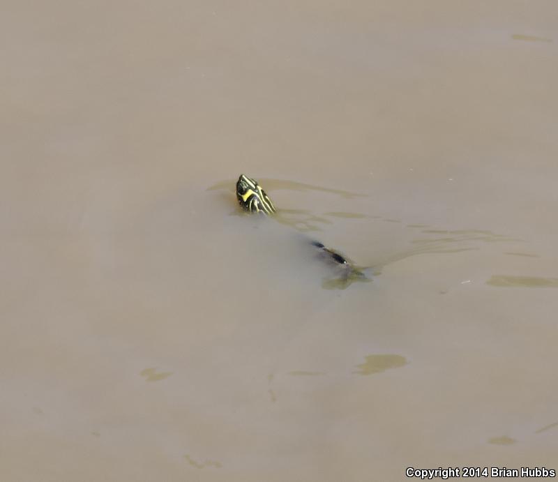 Mississippi Map Turtle (Graptemys pseudogeographica kohnii)