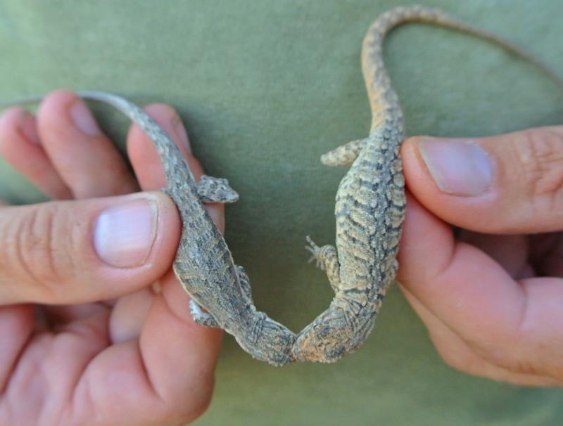 Colorado River Tree Lizard (Urosaurus ornatus symmetricus)