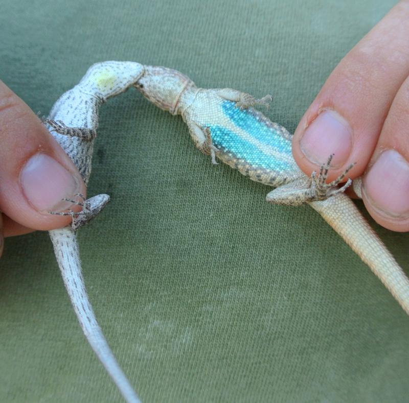 Colorado River Tree Lizard (Urosaurus ornatus symmetricus)