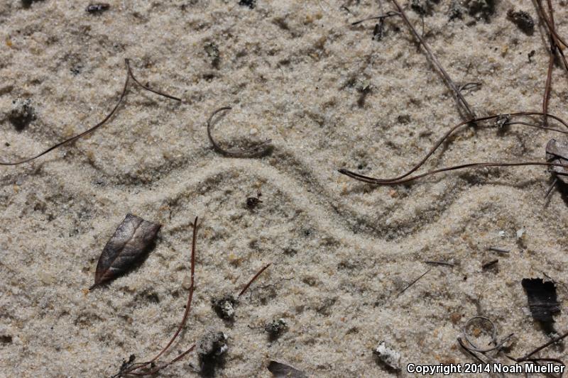 Sand Skink (Plestiodon reynoldsi)