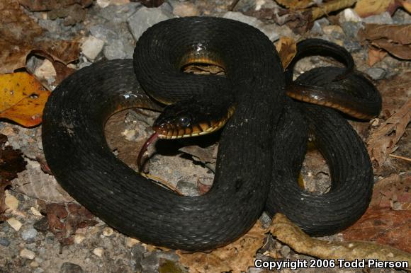 Yellow-bellied Watersnake (Nerodia erythrogaster flavigaster)