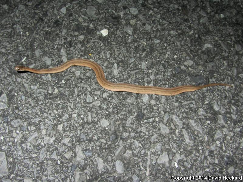 Marsh Brownsnake (Storeria dekayi limnetes)