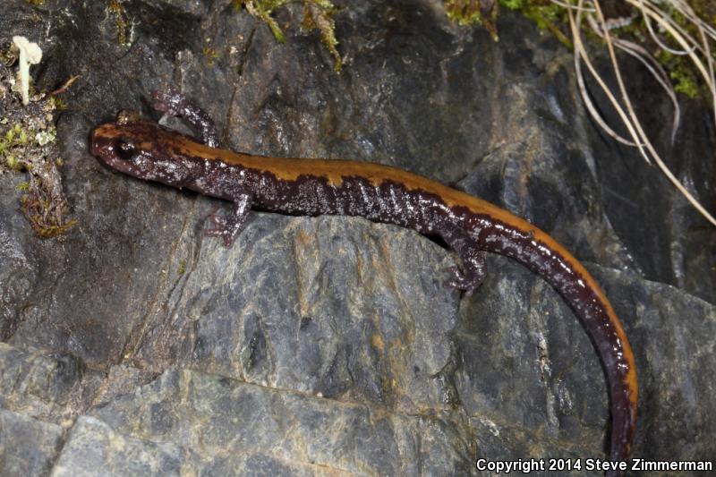 Coeur D'Alene Salamander (Plethodon idahoensis)