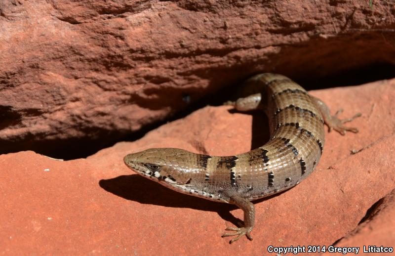 Madrean Alligator Lizard (Elgaria kingii kingii)