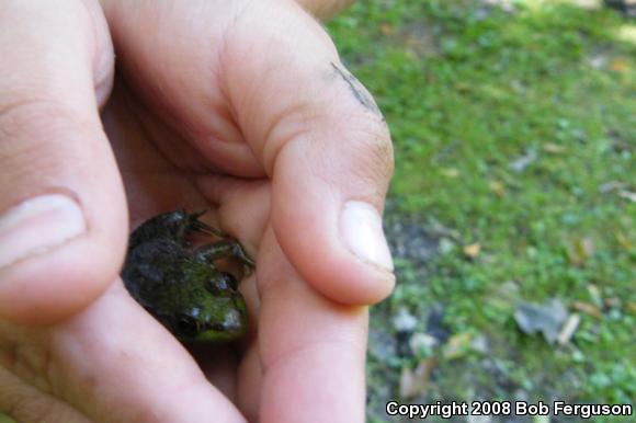 Northern Green Frog (Lithobates clamitans melanota)