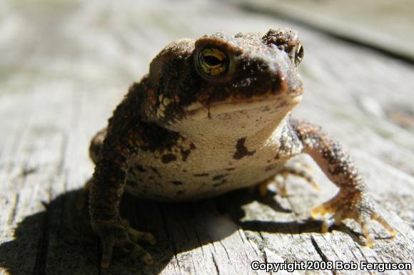 Eastern American Toad (Anaxyrus americanus americanus)