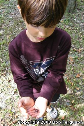 Eastern Red-backed Salamander (Plethodon cinereus)