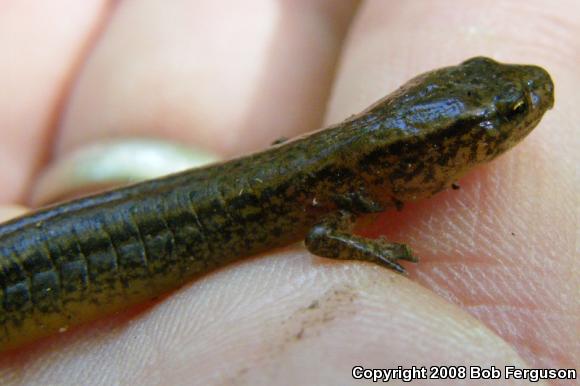 Northern Two-lined Salamander (Eurycea bislineata)