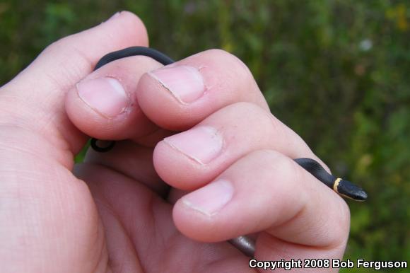 Northern Ring-necked Snake (Diadophis punctatus edwardsii)