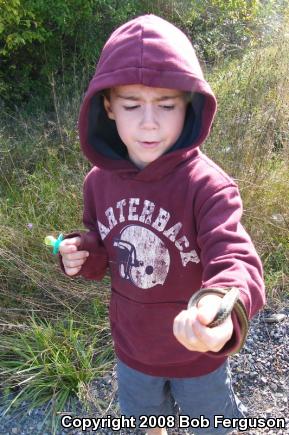 Eastern Gartersnake (Thamnophis sirtalis sirtalis)