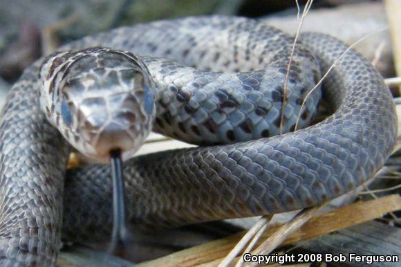 Northern  Black Racer (Coluber constrictor constrictor)