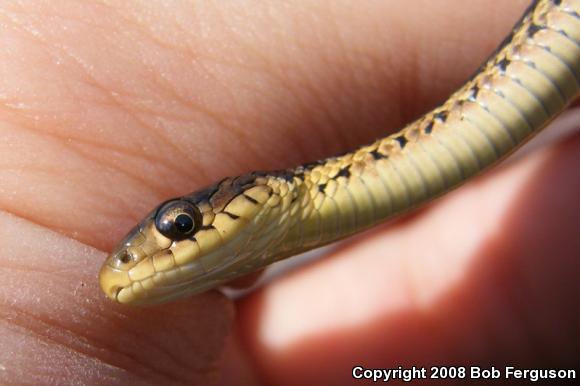 Eastern Gartersnake (Thamnophis sirtalis sirtalis)