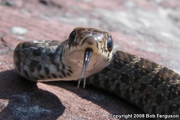 Northern  Black Racer (Coluber constrictor constrictor)