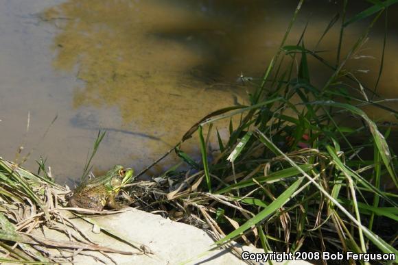 Northern Green Frog (Lithobates clamitans melanota)