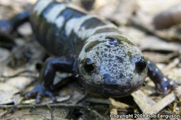 Marbled Salamander (Ambystoma opacum)