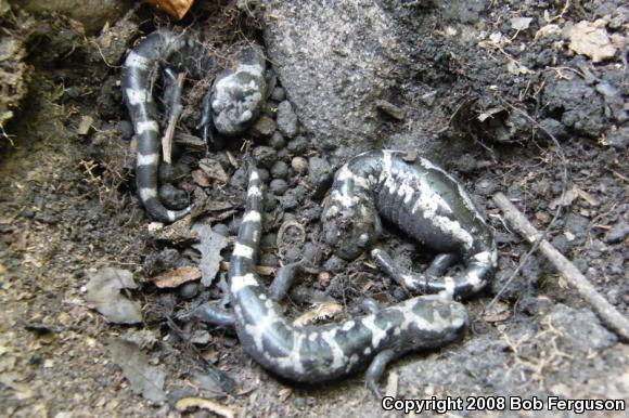 Marbled Salamander (Ambystoma opacum)