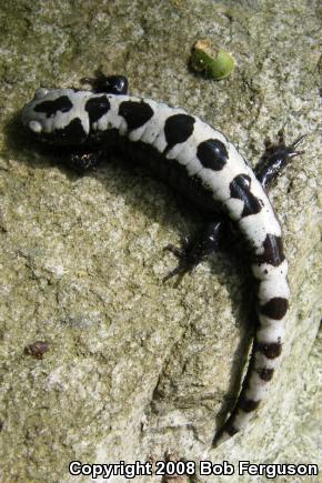 Marbled Salamander (Ambystoma opacum)