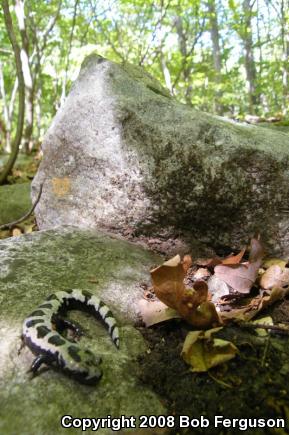 Marbled Salamander (Ambystoma opacum)