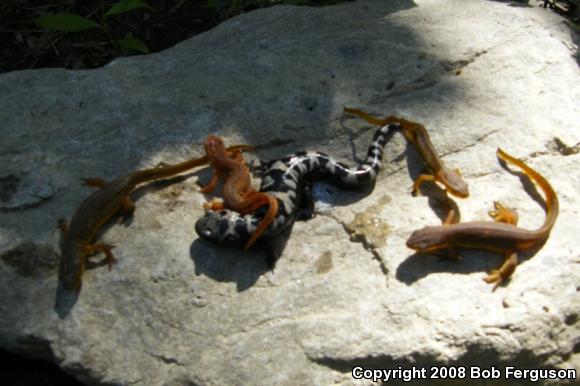 Red-Spotted Newt (Notophthalmus viridescens viridescens)